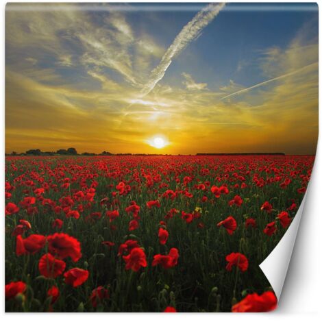 Fototapete Mohnblumen Wiese Natur 100x100 cm
