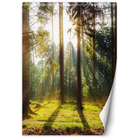Fototapete Morgensonne im Wald 200x280 cm