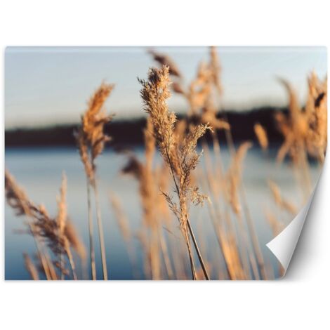 Fototapete Pampasgras auf einem See Hintergrund 150x105 cm