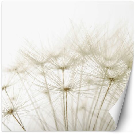 Fototapete Pusteblume in Weiß 100x100 cm