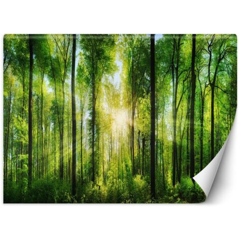 Fototapete, Sonnenstrahlen Wald Natur – 254x184