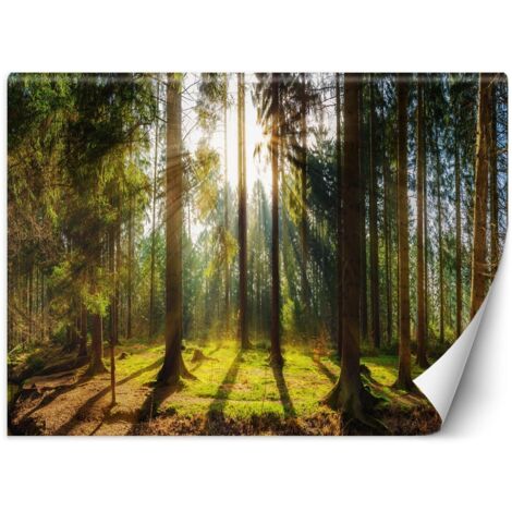 Fototapete, Wald in der Naturlandschaft mit Sonnenstrahlen – 100x70