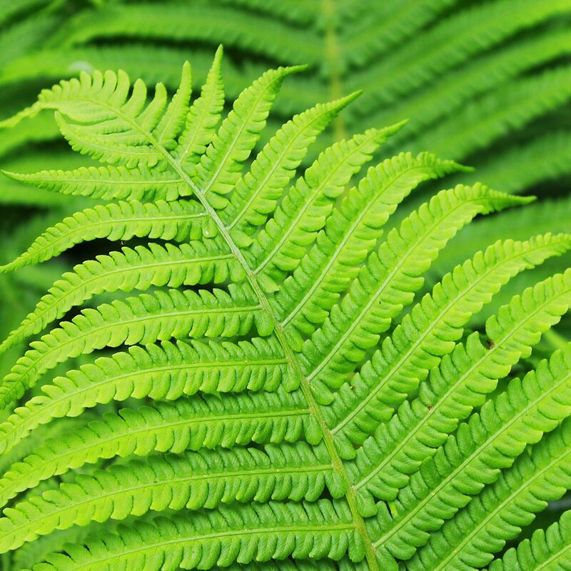 Fougère à écailles dorées wallichiana | Conditionnement: Lot de 9 godets