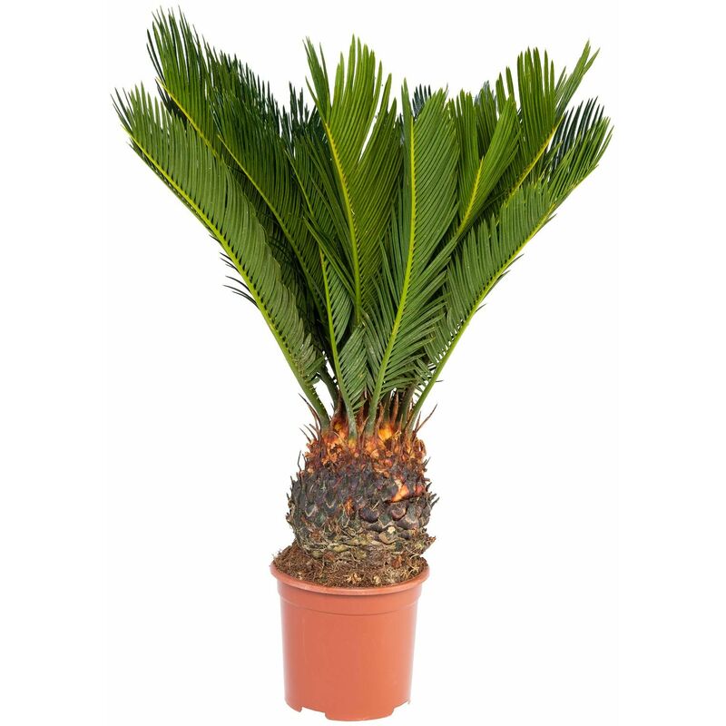 Exotenherz - Fougère de palmier japonaise - Cycas revoluta en pot de 14 cm