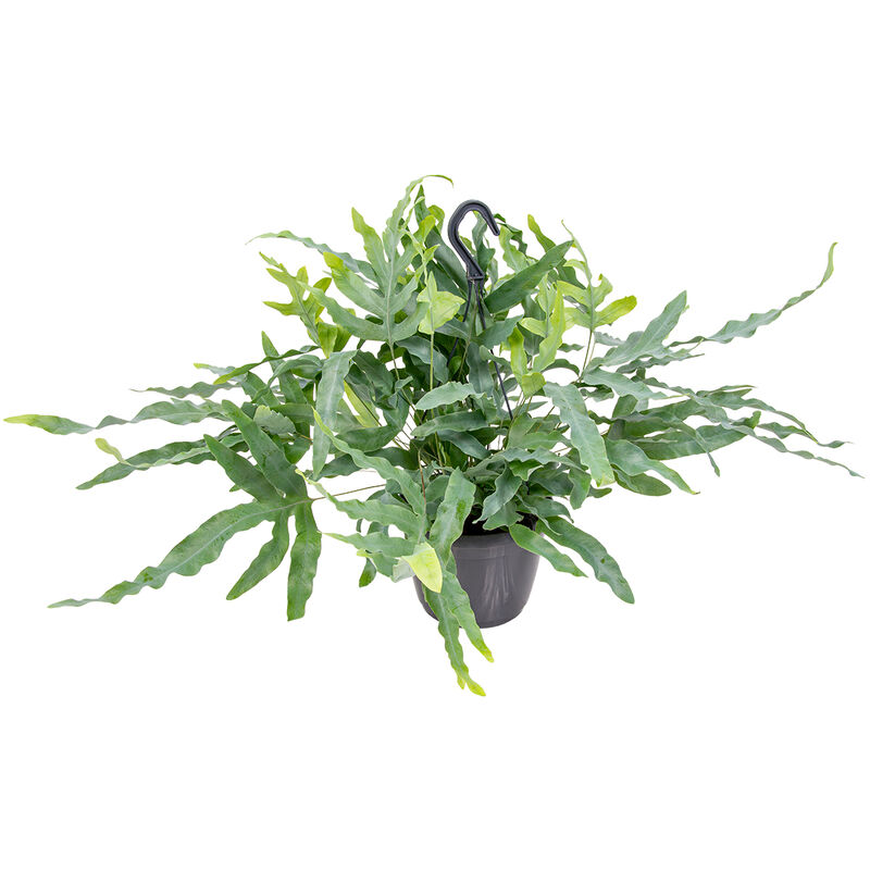Bloomique - Fougère en pot accrochée à l'unité - Phlebodium 'Blue Star' - Plante d'intérieur ⌀18 cm - ↕40-45 cm