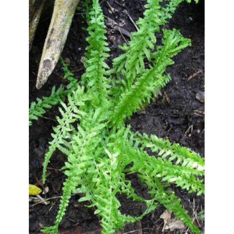 Fougère femelle 'Victoriae' Godet de 8/9 cm