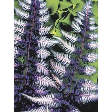 LE JARDIN DU PIC VERT Fougère japonaise 'Ursula's Red' Godet de 8/9 cm