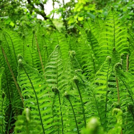 CLÉMATITE.NET - ANGERS filix