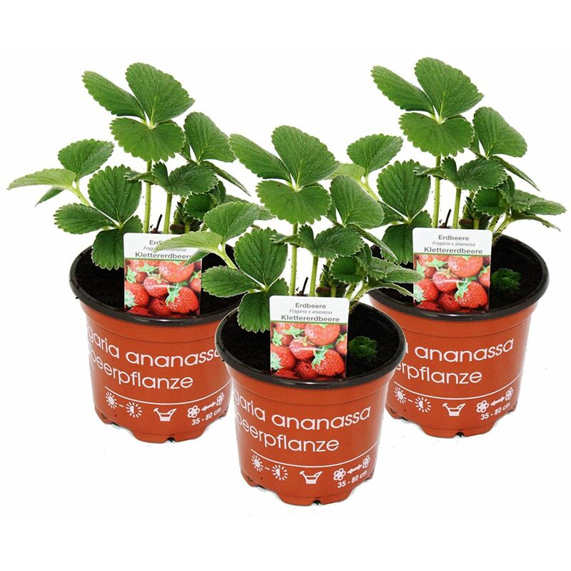 Exotenherz - Fragaria fraise grimpante Fragaria x ananas 3 plantes