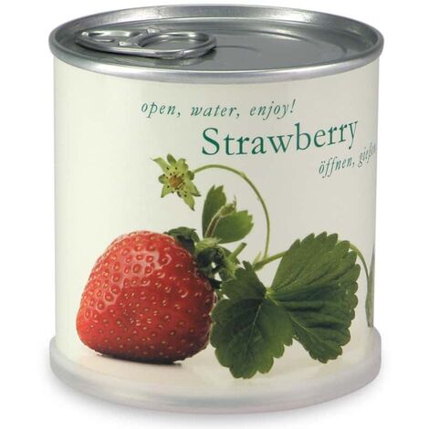 Fraises à faire pousser en boite