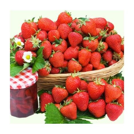 FABRE GRAINES FRAISIER CHARLOTTE - 20 PLANTS - fruitier