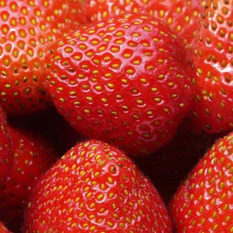 Fraisier 'Charlotte' - Pot 10,5cm