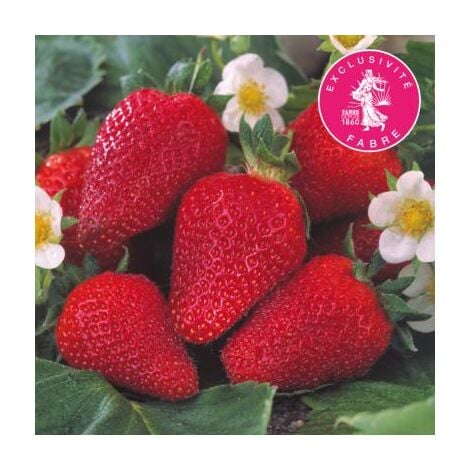 FABRE GRAINES FRAISIER COLOSSALE - 20 PLANTS - Fruitier