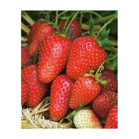 FABRE GRAINES FRAISIER GARIGUETTE - 20 PLANTS - fruitier