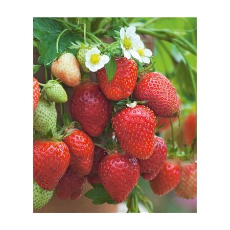 FRAISIER GENTO - 20 plants