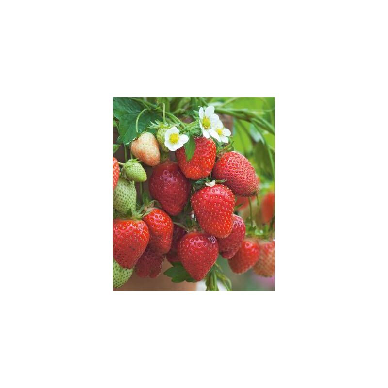 Fraisier gento - 20 plants - fruitier