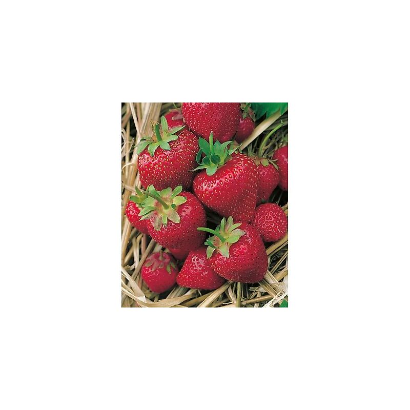 Fraisier gorella - 20 plants - Fruitier