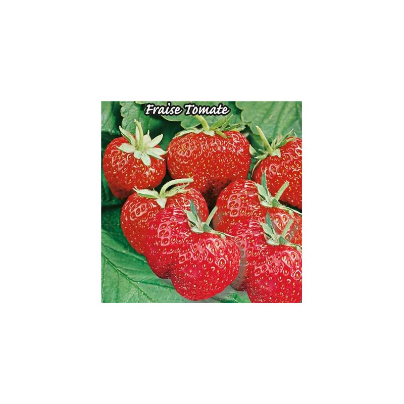 Fraisier mme moutot - 20 plants - fruitier