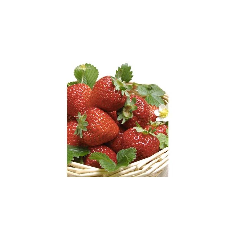 Fraisier ostara - 20 plants