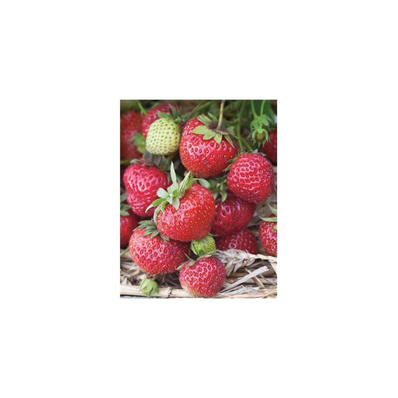 Fraisier rabunda - 20 plants