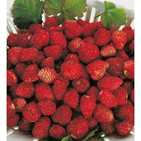 https://cdn.manomano.com/fraisier-remontant-reine-des-vallees-la-botte-de-20-plants-fraisiers-non-remontants-P-173626-987557_1.jpg