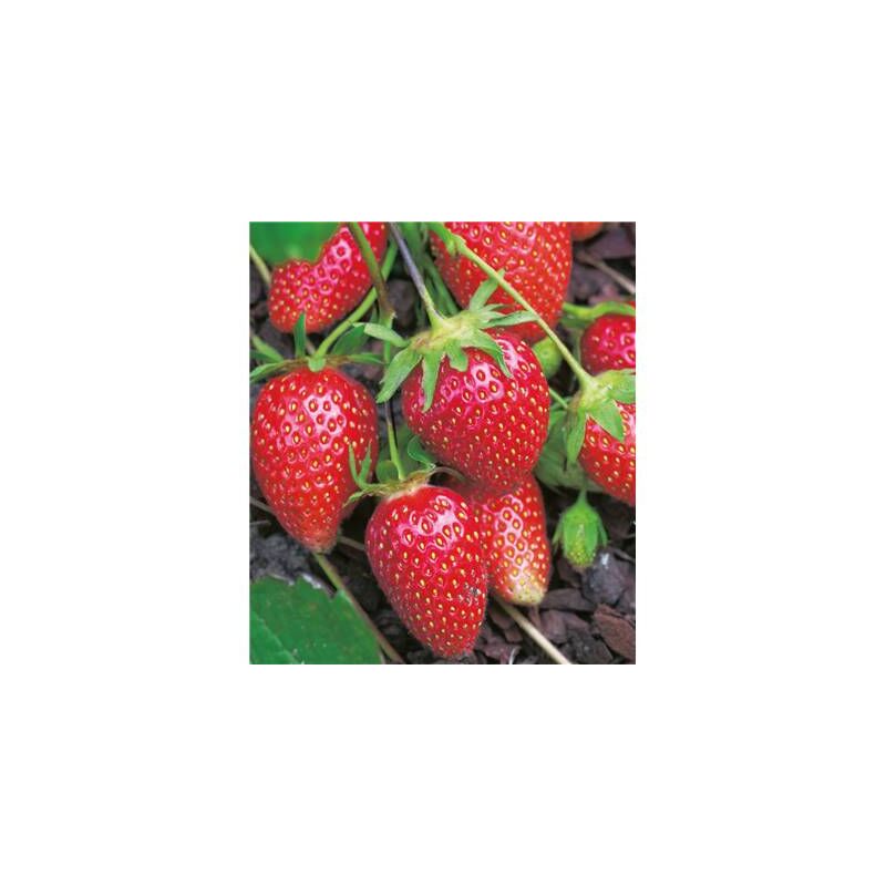 Fraisier rubis des jardins - 20 plants Fabre Graines
