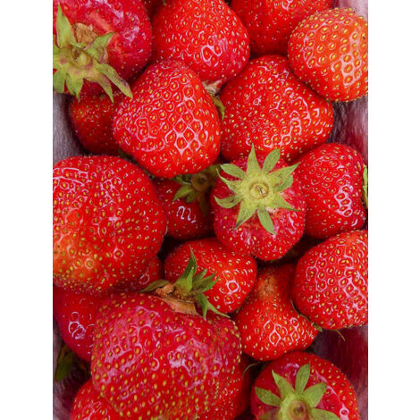 Fraisier 'Senga Sengana' Motte 5 cm x 7 cm (par 3)