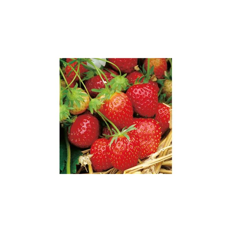 Fraisier surprise des halles - 20 plants - fruitier