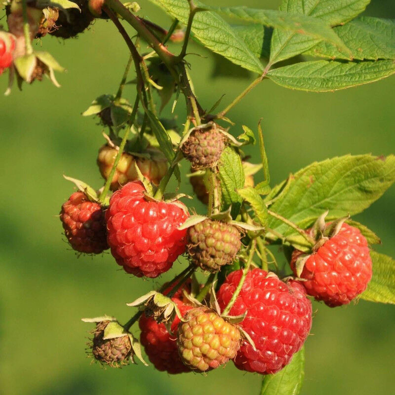 Framboisier Aroma Queen® 'Aromquee'/Pot de 2L