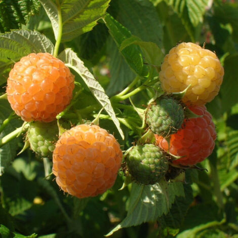 Framboisier idaeus Fall Gold