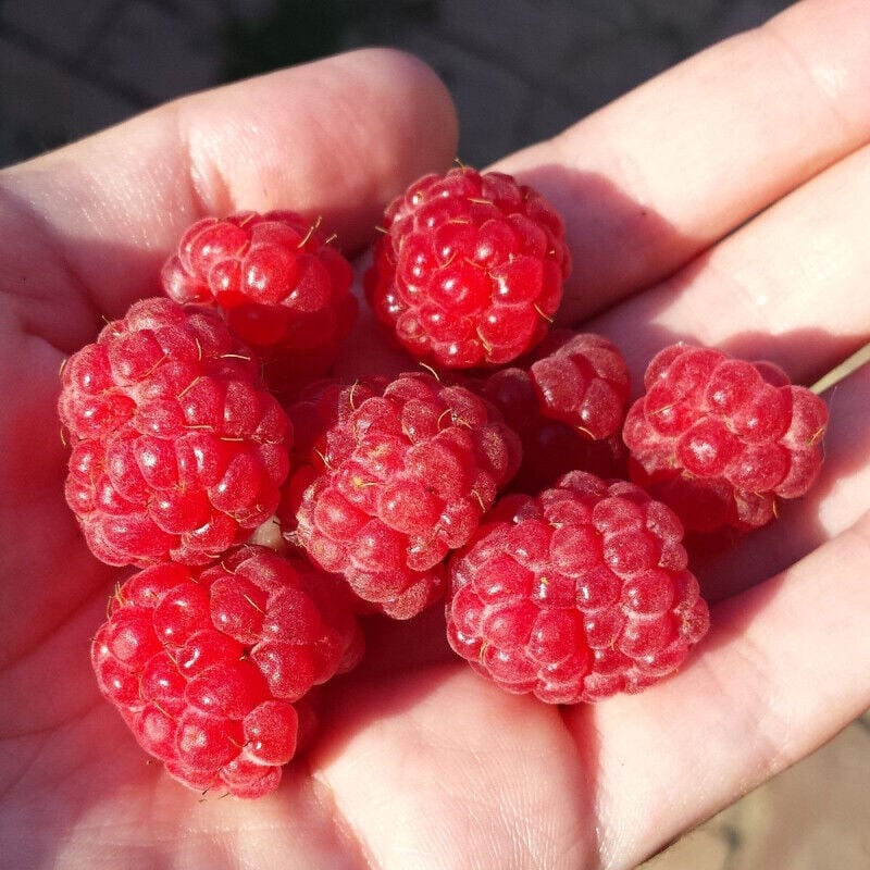 Framboisier Mecker/Pot de 5L