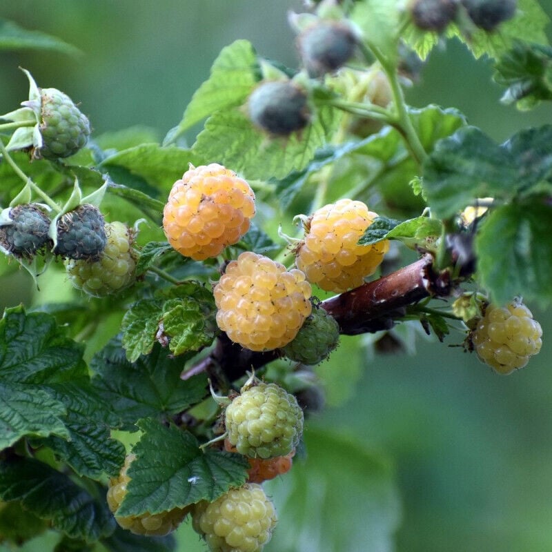 Framboisier Promyk/Pot de 5L