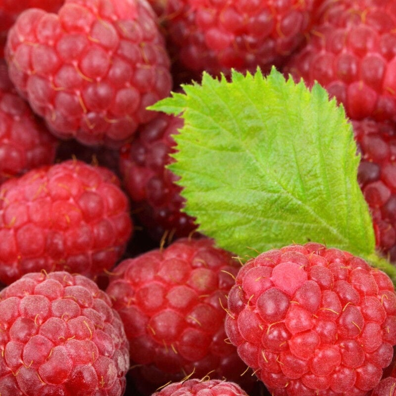 Framboisier September/Pot de 5L