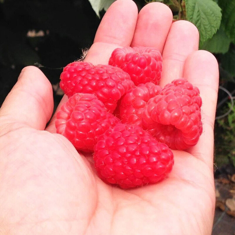 Plantes Avenue - Framboisier Versailles®/Pot de 5L