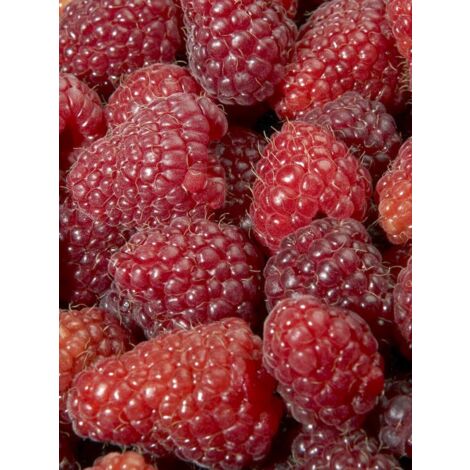 Framboisier 'Magnific Delbard' Pot de 2L/3L, Touffe