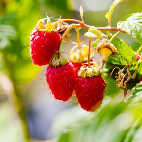 Framboisier 'Malling promise' (Rubus idaeus 'Malling promise')