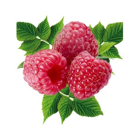 FRAMBOISIER MARASTAR