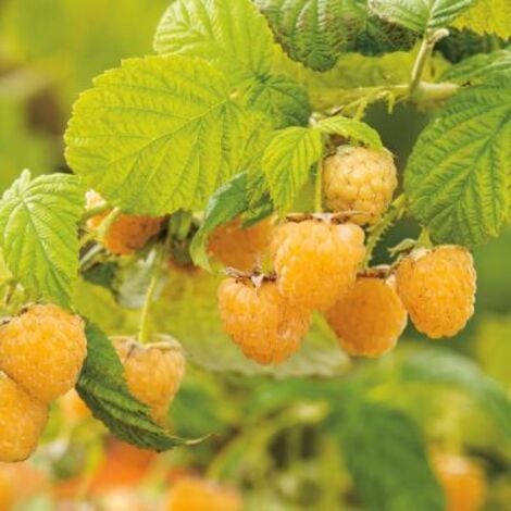 FRAMBOISIER MEDANA TAYBERRY