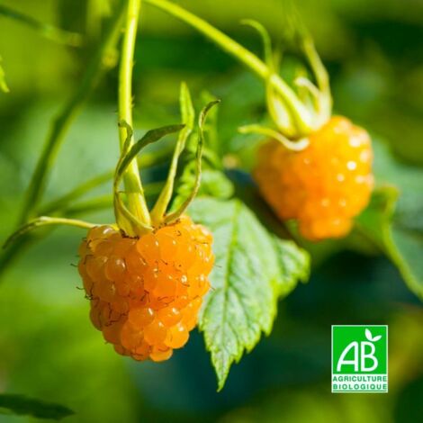 Framboisier Remontant 'Surprise d'Automne' BIO - Godet 9cm