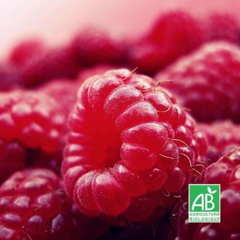 PÉPINIÈRES NAUDET Framboisier Rouge 'Heritage' BIO
