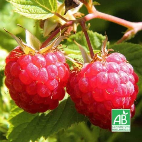 PÉPINIÈRES NAUDET Framboisier Rouge 'Willamette' BIO