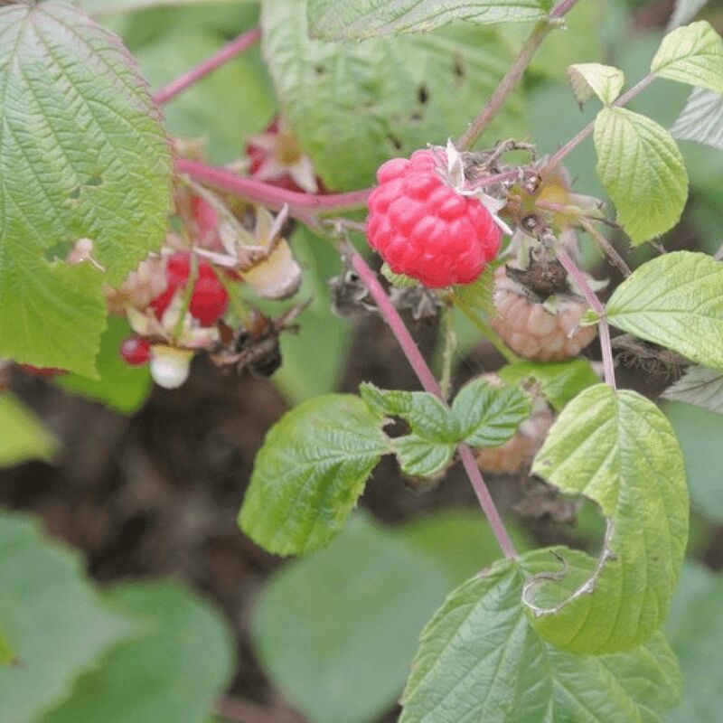 Pepinières Naudet - Framboisier (Rubus Idaeus) - Godet - Taille 13/25cm