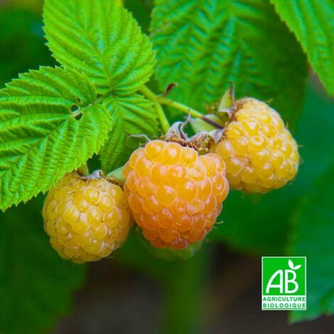 Framboisier 'Sucré de Metz' BIO - Godet 9cm