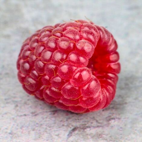 Framboisier 'Tulameen' (Rubus idaeus 'Tulameen')