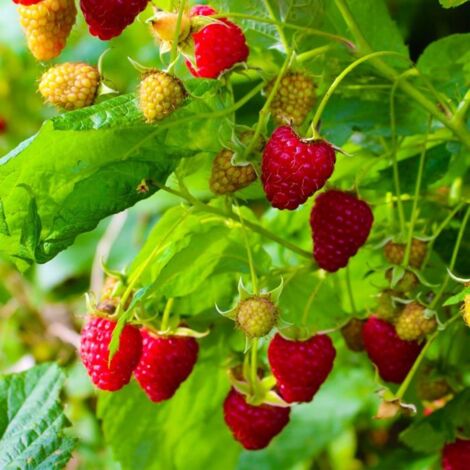 Framboisier 'Zeva' - Conteneur 3L