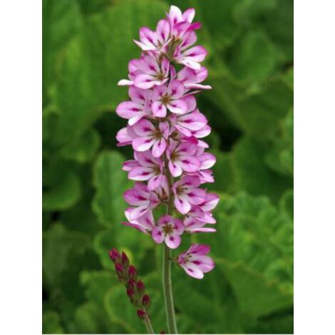Francoa sonchifolia Godet de 8/9 cm