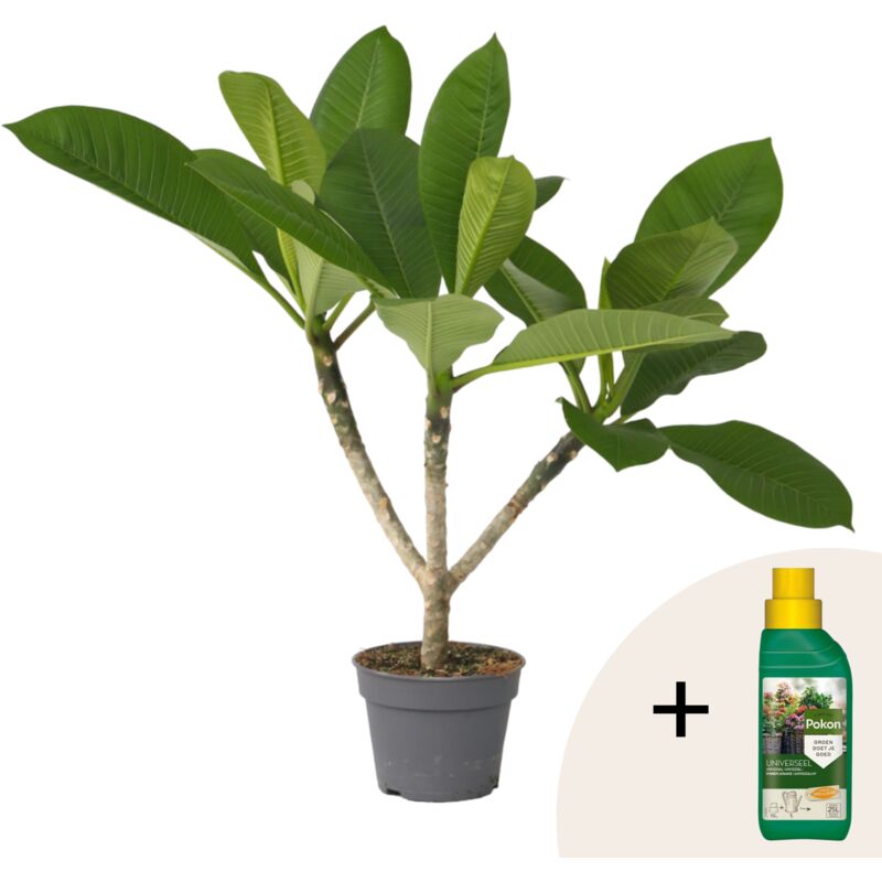 Plant In A Box - Frangipanier - Plumeria rubra 'Hawaii' - Hauteur 45-55cm - ⌀17cm