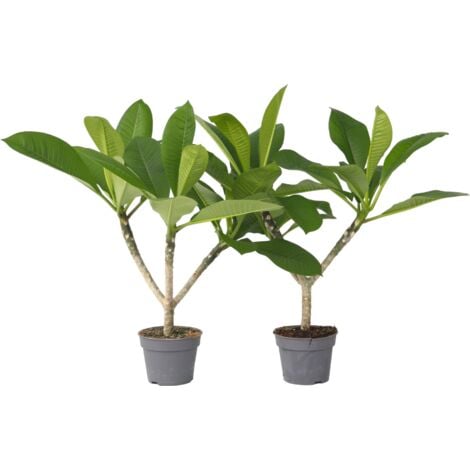 Frangipanier - Set de 2 - Plumeria rubra 'Hawaii' - Hauteur 45-55cm - ⌀17cm
