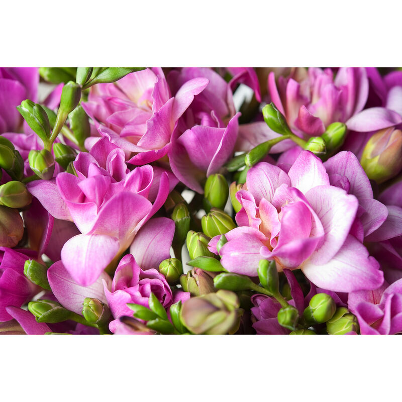 Plant In A Box - Freesia - Mélange de 100 - Freesia Double Mix - Bulbes à fleurs