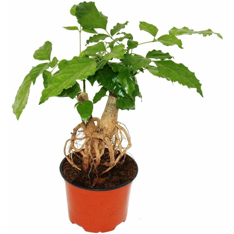 Frêne de charpentier - Radermachera sinica - avec racines visibles - pot 12cm